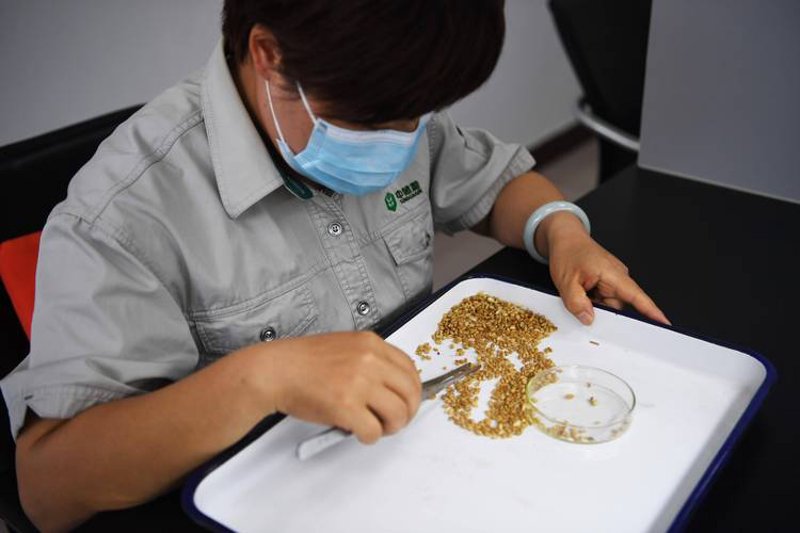 关注粮食安全：地方储备粮动态探析
